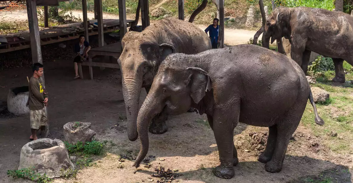 Elephant Sanctuary & Kanchanaburi Highlights Private Tour | GetYourGuide