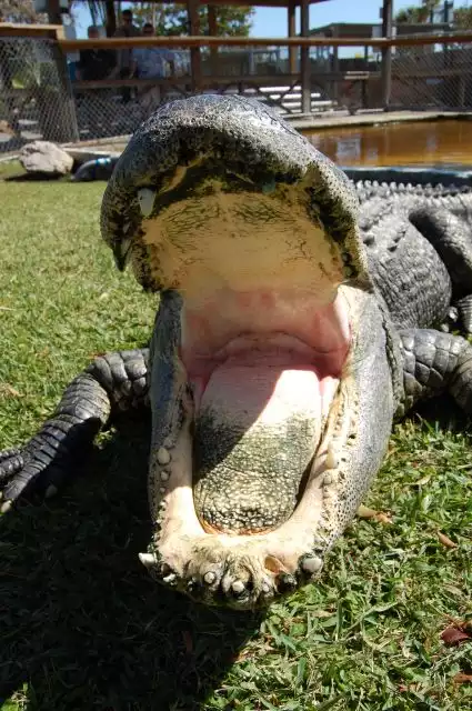 Everglades: Sawgrass Park Airboat Tour with Exhibit Entrance | GetYourGuide