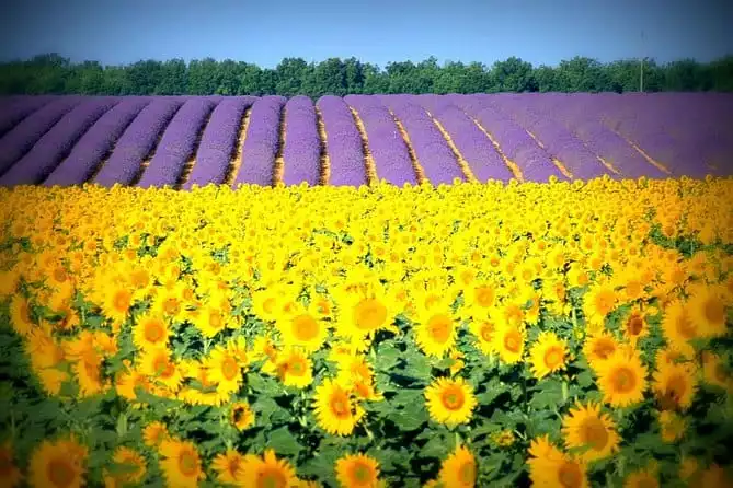 Visit the fields of lavender and the gorges du verdon.