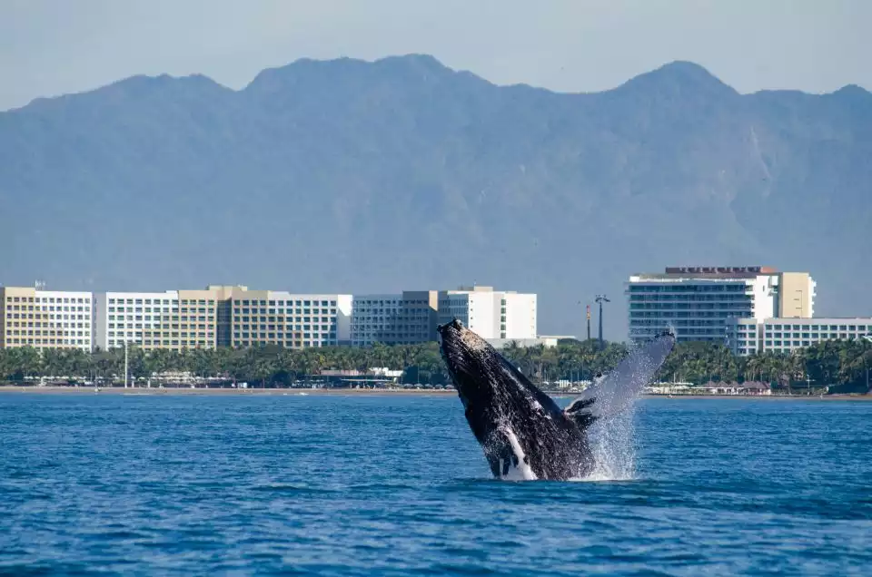 Puerto Vallarta: Whale Watching Cruise | GetYourGuide