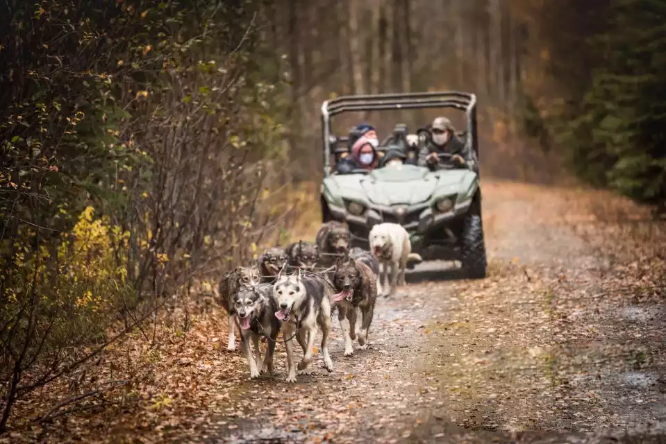 Fairbanks: Fall Dog-Pulled Cart Adventure | GetYourGuide