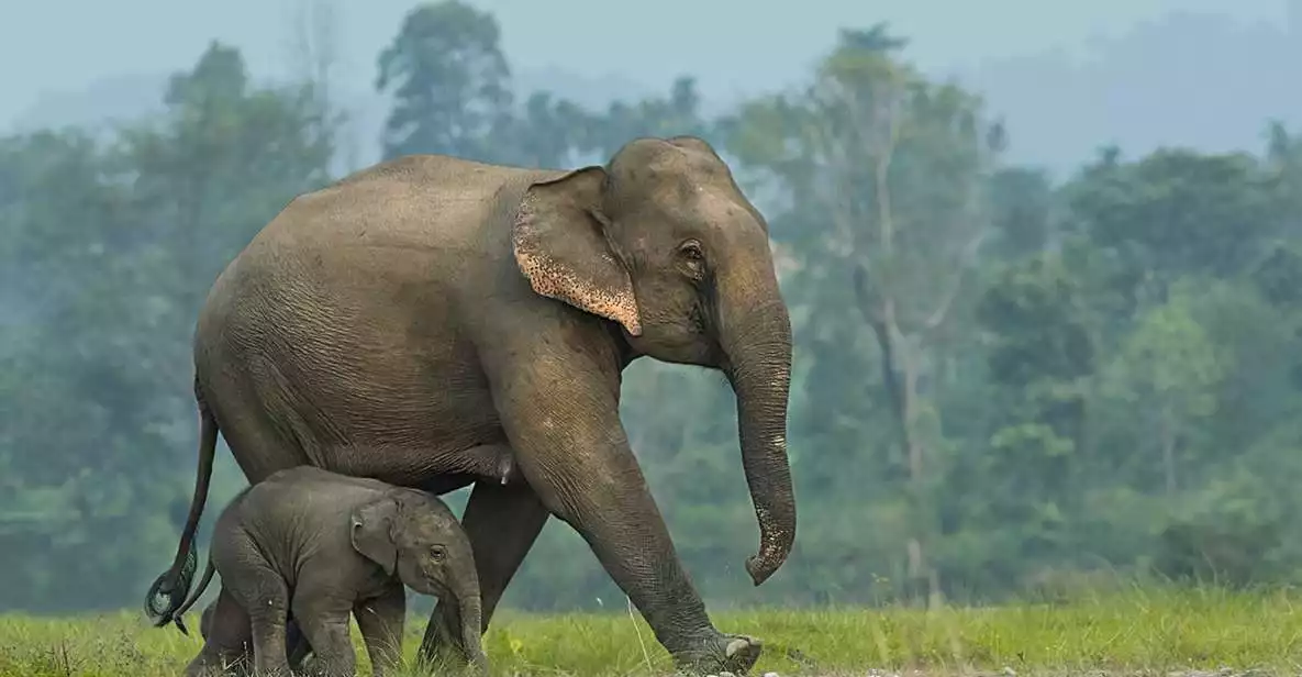 From Bangkok: ElephantsWorld Kanchanaburi 2-Day Experience | GetYourGuide