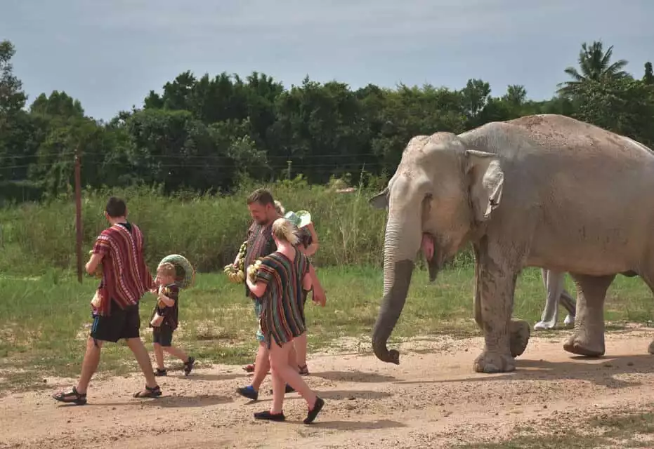 From Bangkok: Pattaya Ethical Elephant Sanctuary Day Trip | GetYourGuide