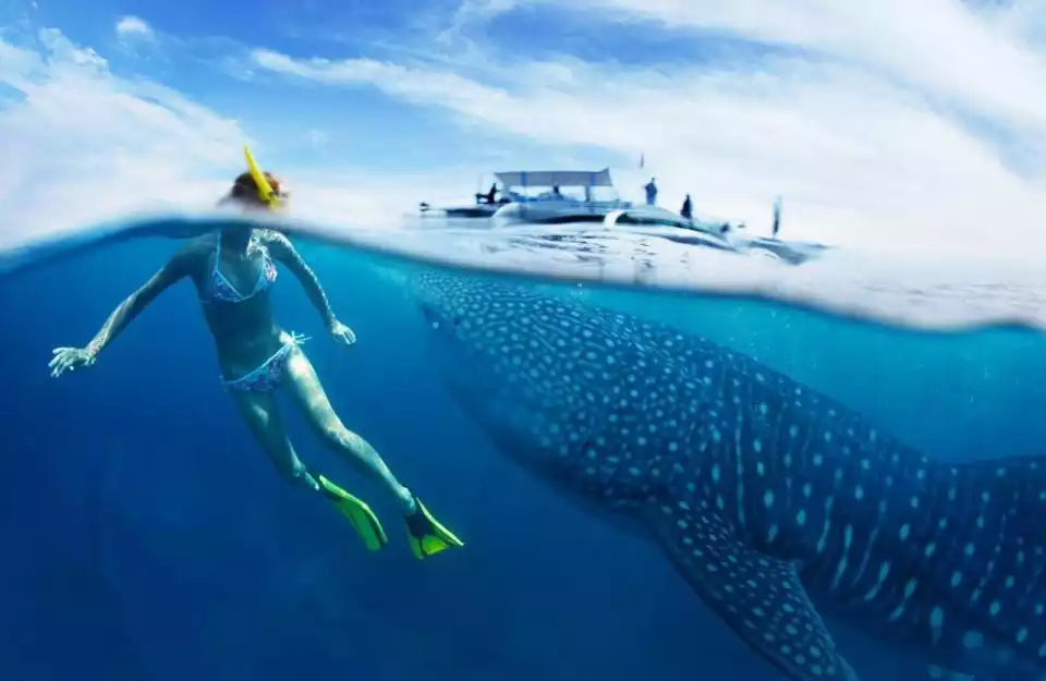 From Cebu: Private Whale Shark Tour & Tumalog Falls Option | GetYourGuide