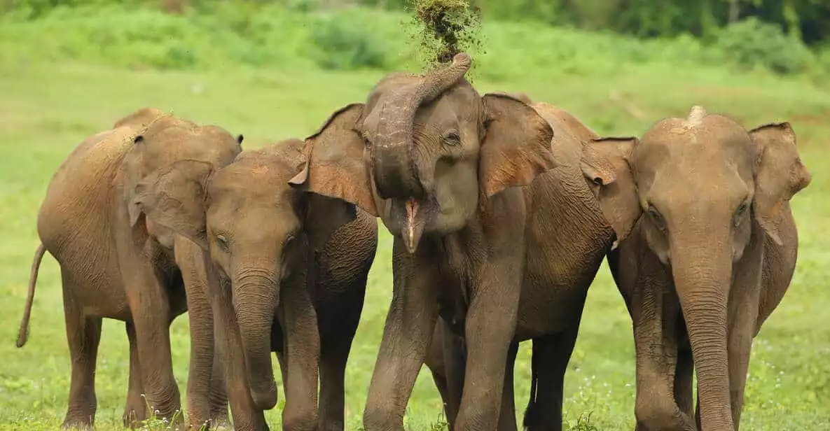 From Colombo: Udawalawa National Park Wildlife Safari | GetYourGuide