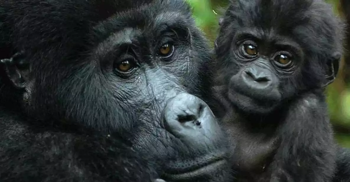 From Kampala: Gorilla Trekking in Bwindi Forest 3-Day Tour | GetYourGuide