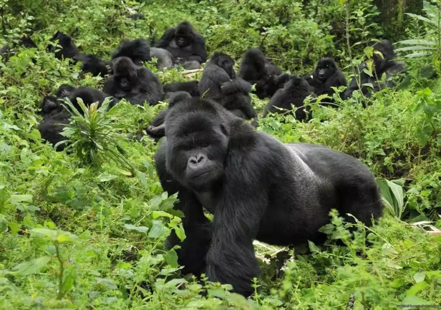 From Kigali: 5-Day Gorilla Trek, Big 5 and Big Cats Tour | GetYourGuide
