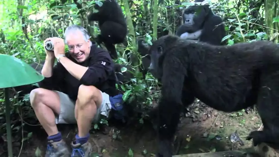From Kigali: Gorilla Trekking Day Trip with Lunch | GetYourGuide