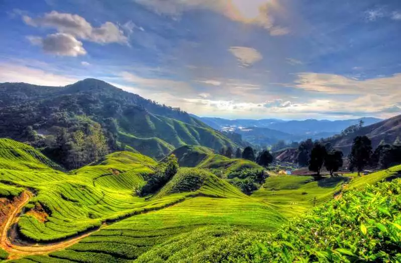 From Kuala Lumpur: Cameron Highlands Private Full Day Tour | GetYourGuide
