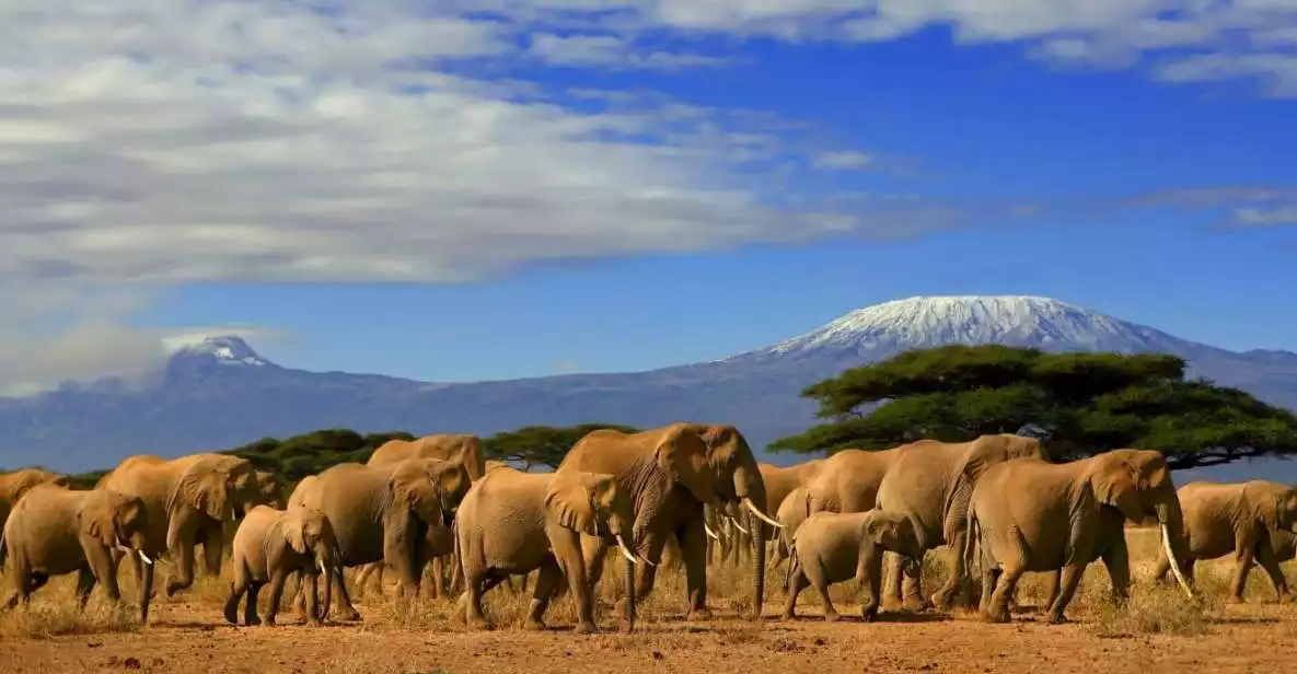 From Nairobi or Mombasa: Amboseli National Park 3-Day Tour | GetYourGuide