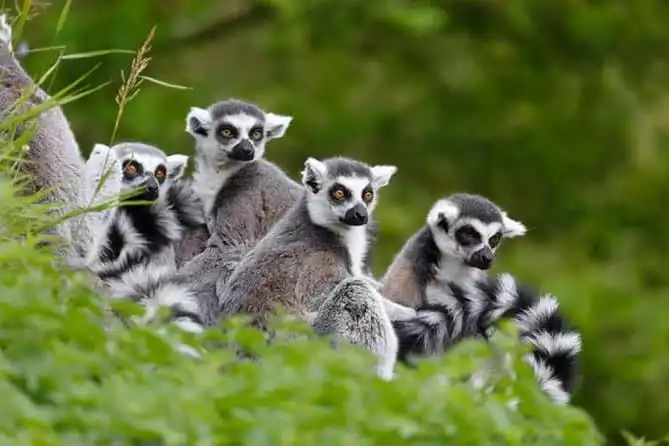 Full-Day Antananarivo, Ambohimanga and Lemurs Park Private Tour