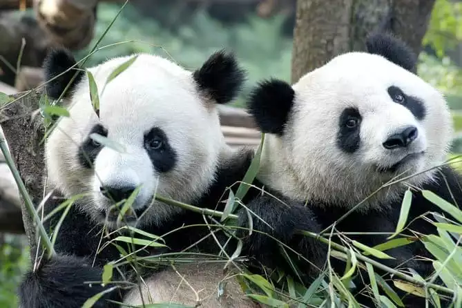 Chengdu Research Base of Giant Panda Breeding Tour 2022