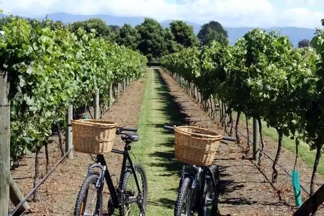Nice Local Vineyards Small Group Half Day E-Bike Tour with Wine Tasting