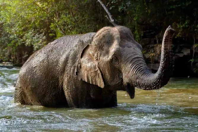 Half Day Visit Elephant Sanctuary in Samui
