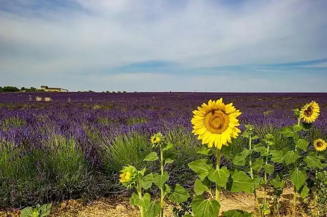 Half-day excursion to the lavender fields from Avignon