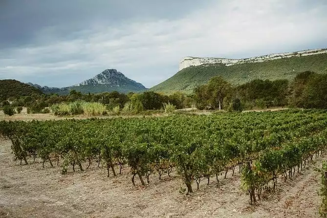 Hike to the top of "Pic Saint Loup", food and wine tasting