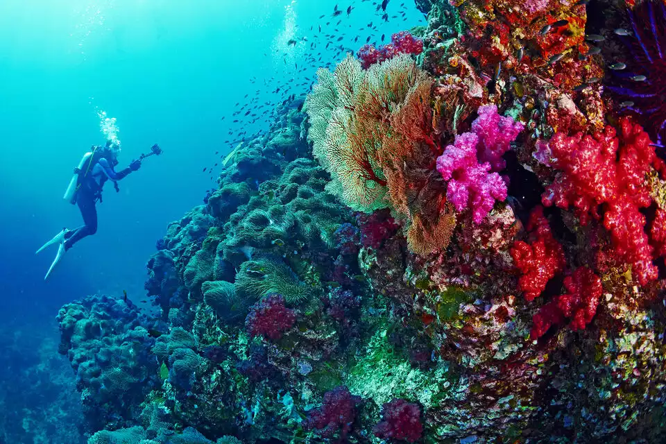 Hurghada: Full-Day Diving Tour with Lunch & Two Dive Sites | GetYourGuide