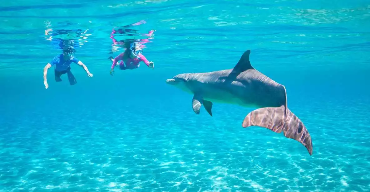 Hurghada: Swimming with Dolphins & Snorkeling Tour w/ Lunch | GetYourGuide