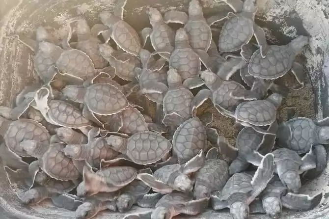 Ixtapa Zihuatanejo Baby Turtle Release