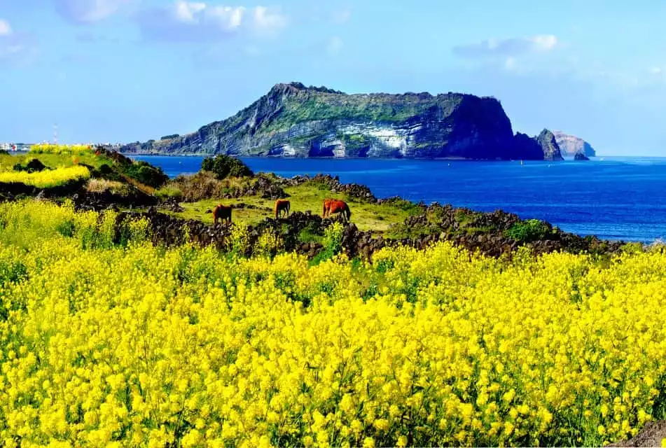 Jeju Island: Customized Private Full-Day Van Tour | GetYourGuide