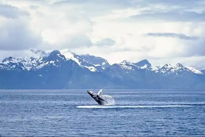 Juneau Wildlife Whale Watching