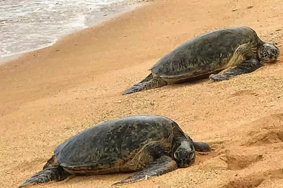 Kauai: Private Tortoises, Caves, and Cliffs South Shore Hike | GetYourGuide