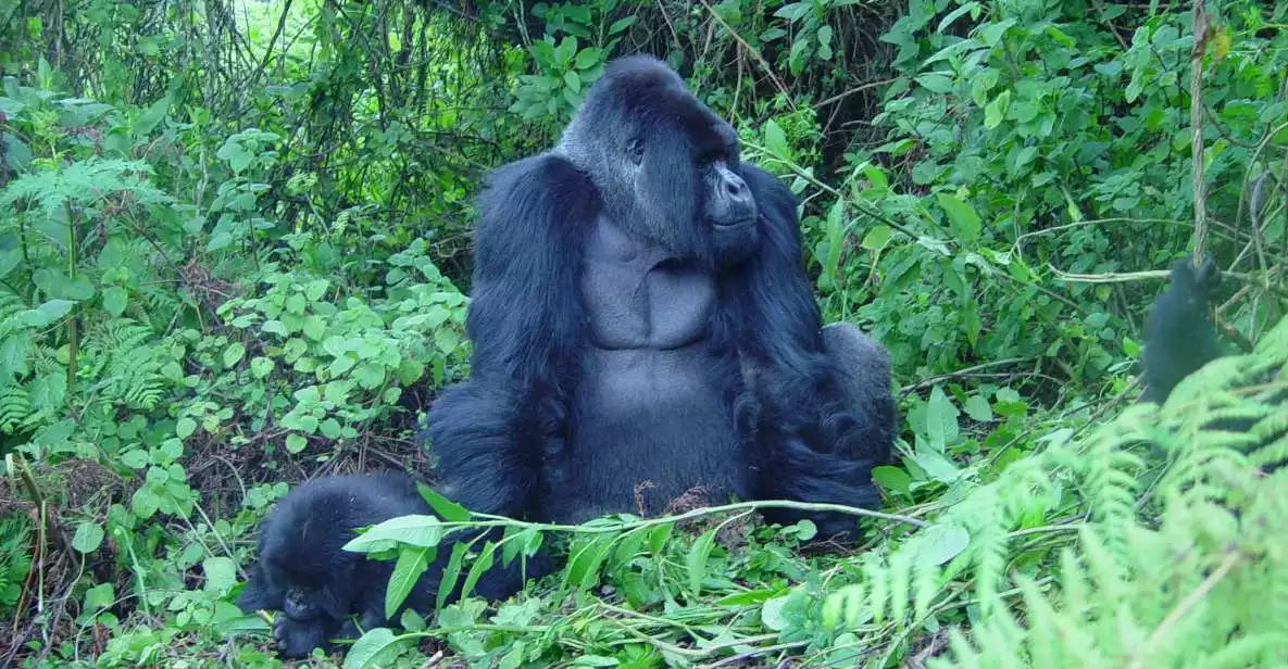 Kigali: 3-Day Trip with Gorilla Trek in Uganda | GetYourGuide