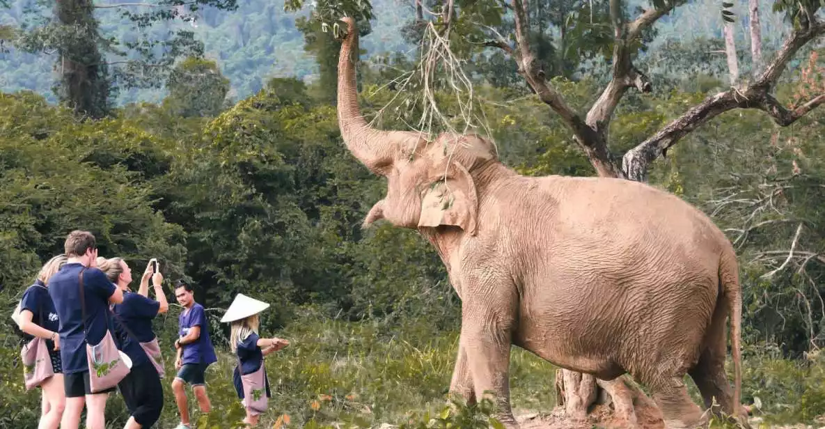 Koh Samui: Ethical Elephant Home | GetYourGuide