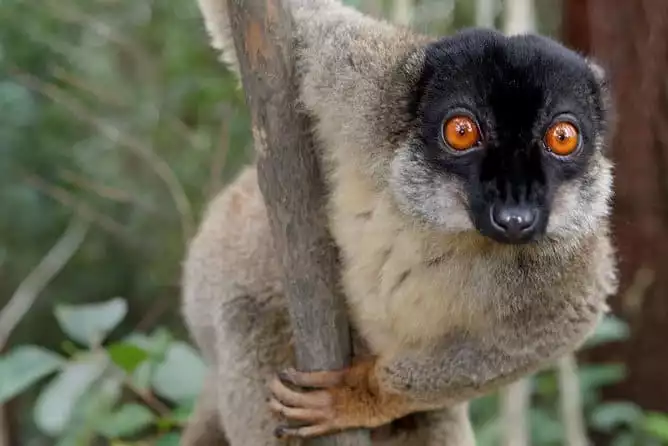 Lemur Day Tour at Andasibe Rainforest and Vakona Lodge Reserve