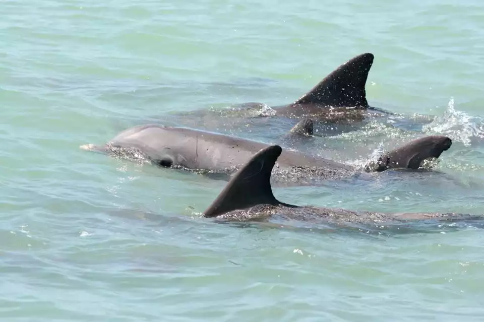Marco Island: Guided Dolphin Tour with Beach Stop | GetYourGuide