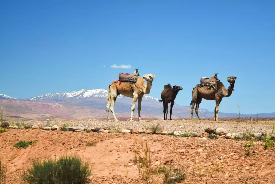 Marrakech: Atlas Mountains and Agafay Desert Day Trip | GetYourGuide