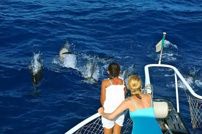 Waitukubuli Dolphin and Whale Watch in Dominica