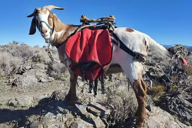 Morning Walks With High Sierra Pack Goats