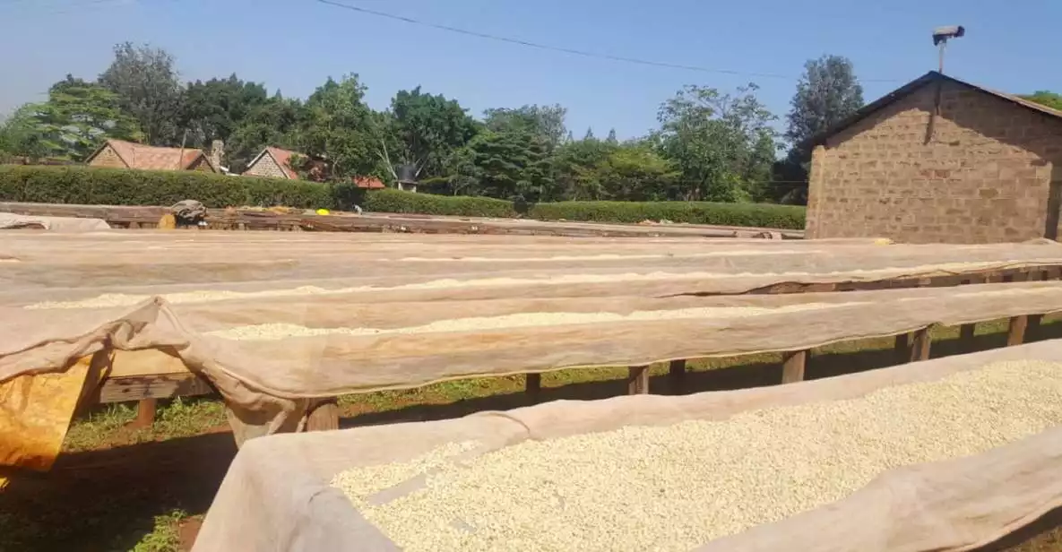 Nairobi: Coffee Farm and Factory Tour with Tasting | GetYourGuide