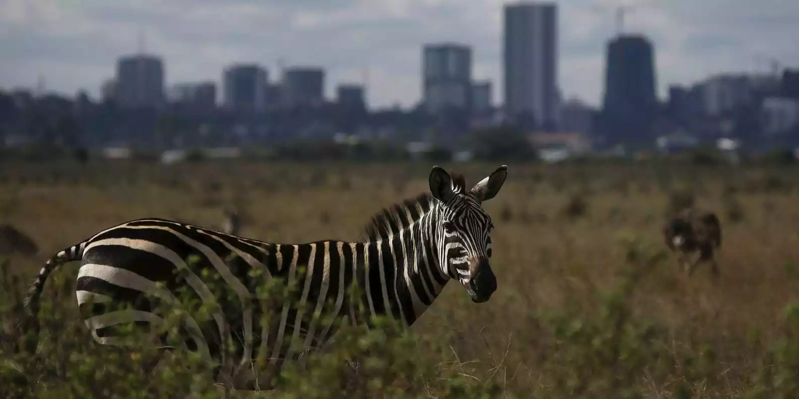 Nairobi Highlights Wildlife Safari | GetYourGuide