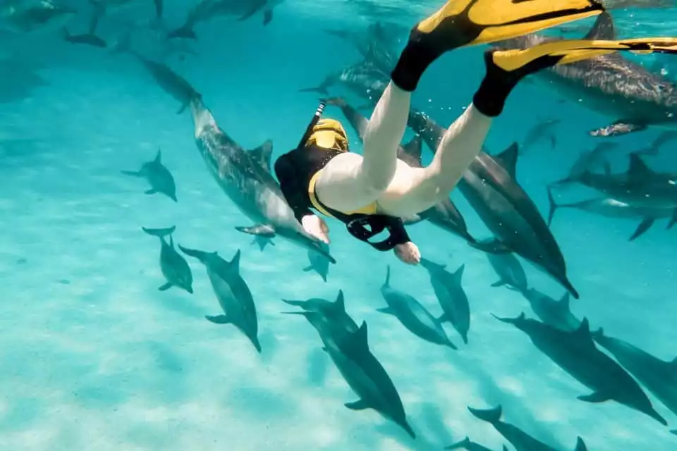Oahu: Eco-Friendly West Oahu Snorkel Sail with Dolphins | GetYourGuide
