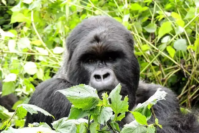 On the Path of Gorillas Safari 8Days/ 7Nights 2022 - Gabon
