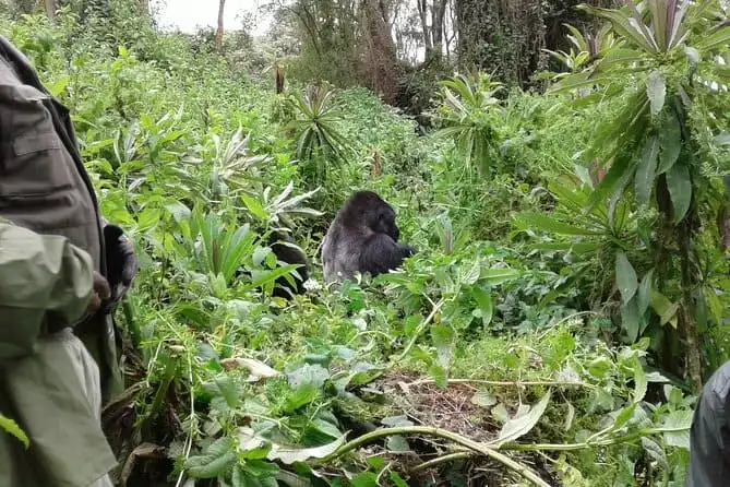 Transfer: Shared Full-day Gorilla Trek in Volcanoes Park from Kigali