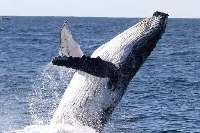 PRE SEASON SALE! Whale Watching Tour with Spirit of Gold Coast 2022