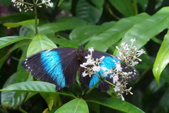 Neotropical Butterfly Park and Colakreek Full-Day Tour