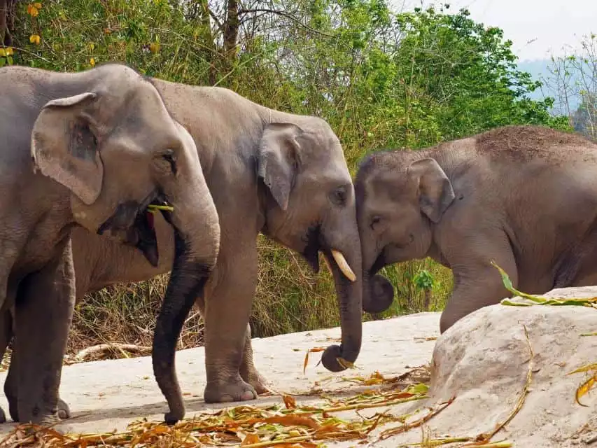 Pattaya: Ethical Elephant Sanctuary Interactive Tour | GetYourGuide