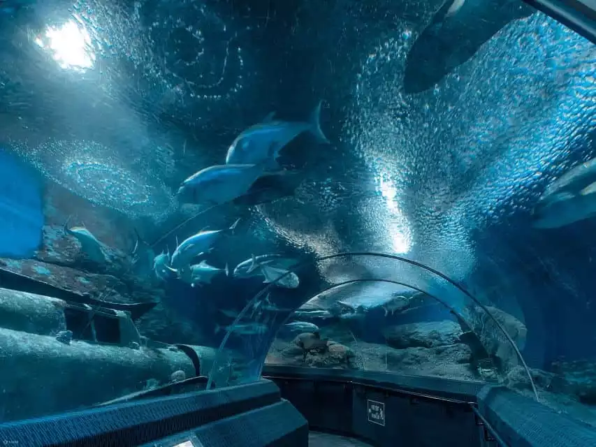 Pattaya: Underwater World Pattaya Aquarium Admission Ticket | GetYourGuide