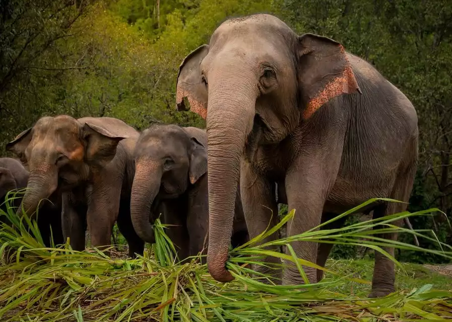 Phuket: Ethical Elephant Sanctuary Interactive Tour | GetYourGuide