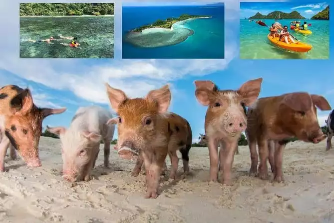 Pig Island Experience By Speed Boat, Snorkeling, Kayaking Relaxing on the Beach