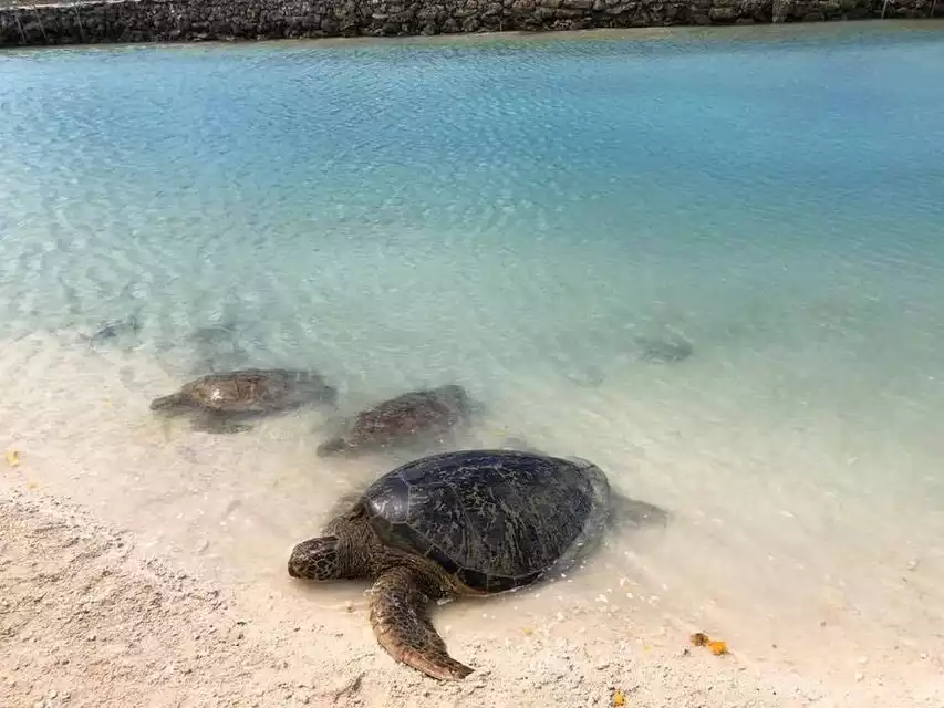Port Vila: Island Tour, BBQ Lunch, and Swimming with Turtles | GetYourGuide