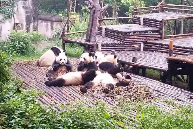 All Inclusive Private Day Trip to Chengdu Giant Panda Base and Leshan Giant Buddha Trip by High-Speed Train