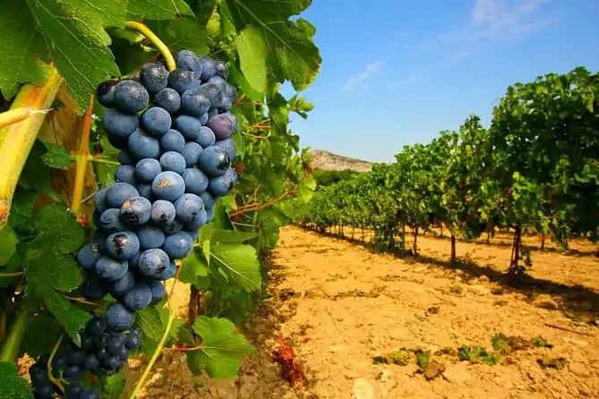 Bordeaux Private Half Day Wine Tour - St Emilion or Medoc 2022
