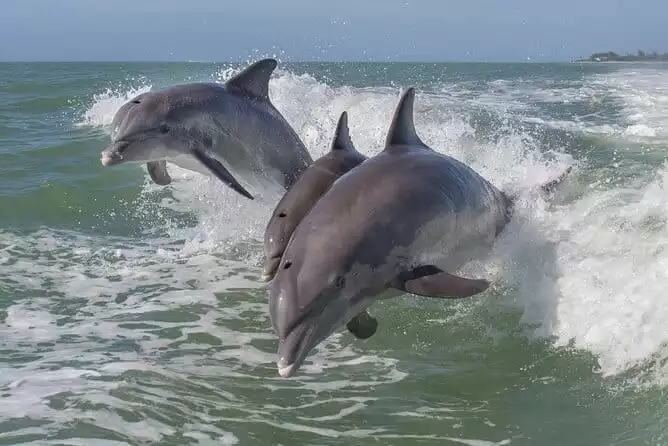 Private Historical Wildlife and Dolphin Cruise South Padre Island