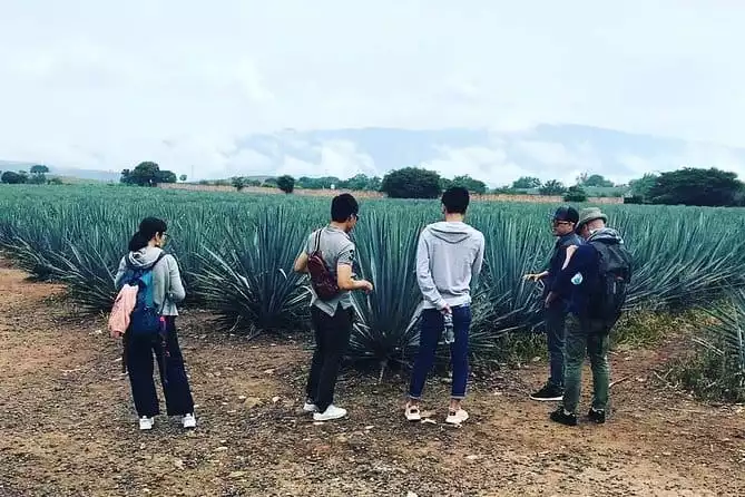 Private Tequila Route Tour with a Local Expert