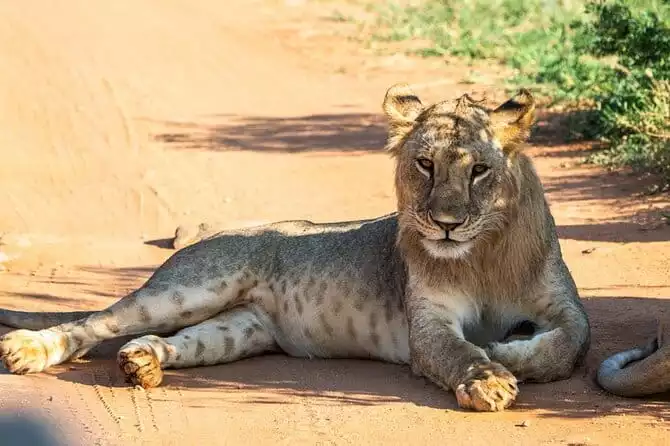 Private full day tour to Tsavo East National Park